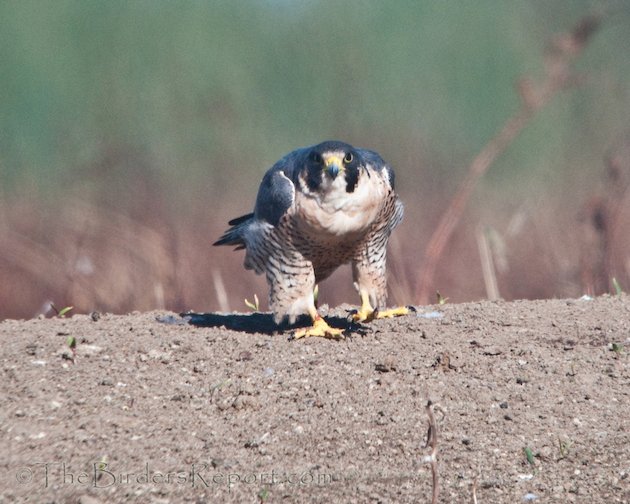 Peregrine Falcon