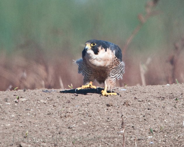 Peregrine Falcon