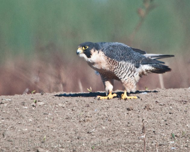 Peregrine Falcon