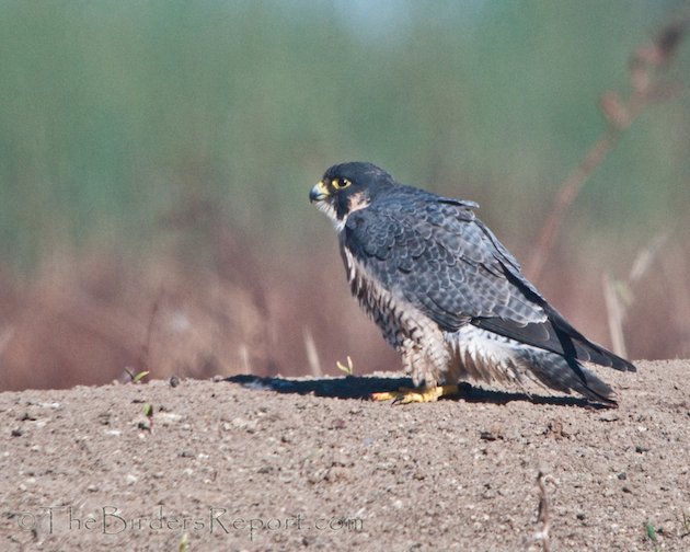 Peregrine Falcon