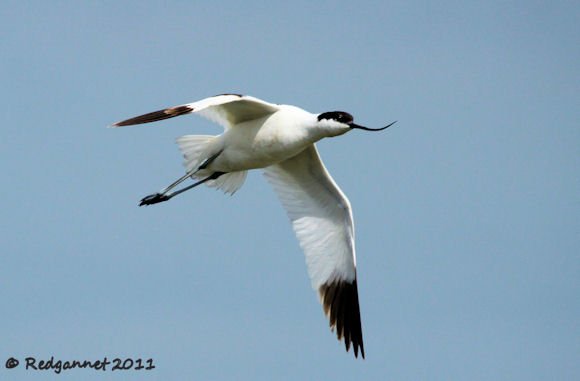 Pied Avocet by Redgannet