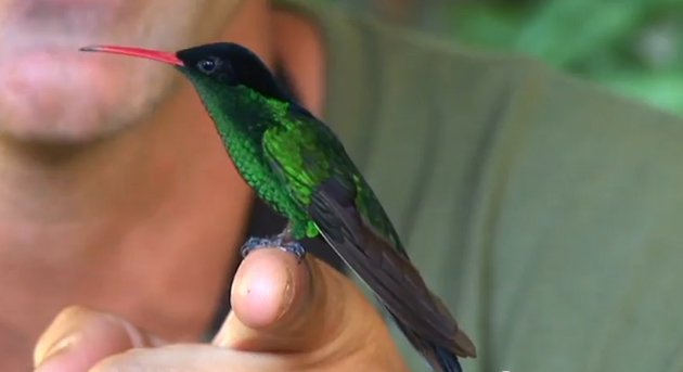 jamaican doctor bird pictures