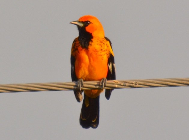 Spot-breasted_Oriole1
