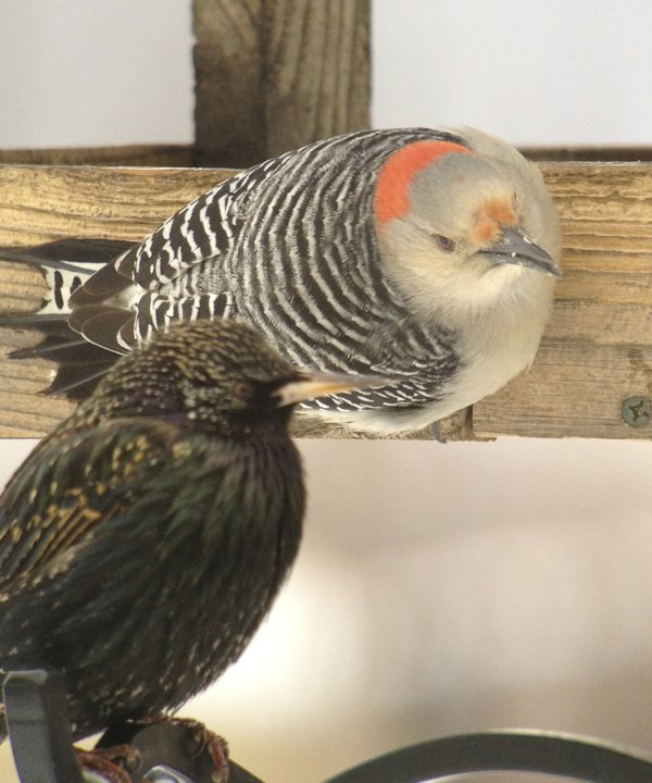 irritated woodpecker