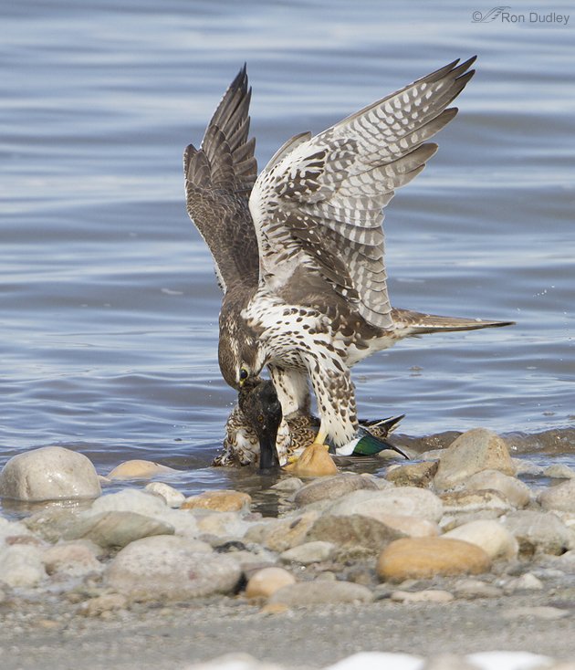 Prairie Falcon eating a Northern Shoveler by Ron Dudley