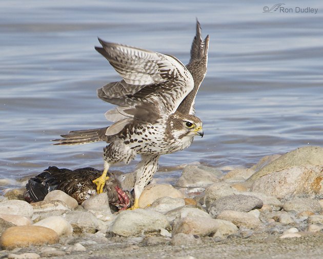 Prairie Falcon by Ron Dudley