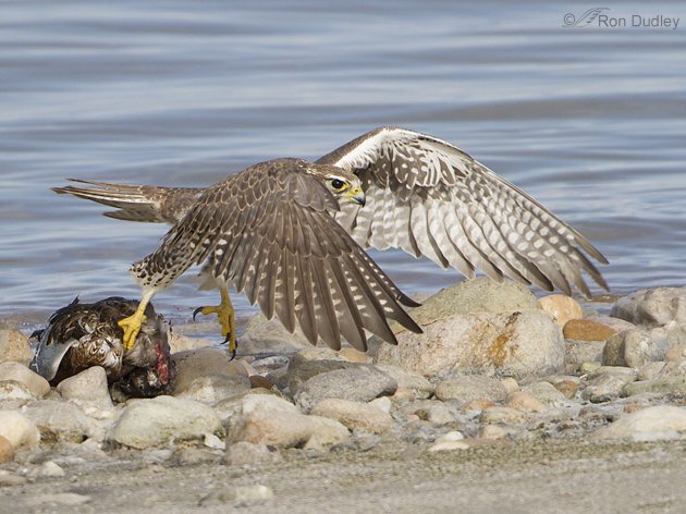 Prairie Falcon pulling a dead Northern Shoveler by Ron Dudley