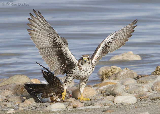 Prairie Falcon on a dead Northern Shoveler by Ron Dudley