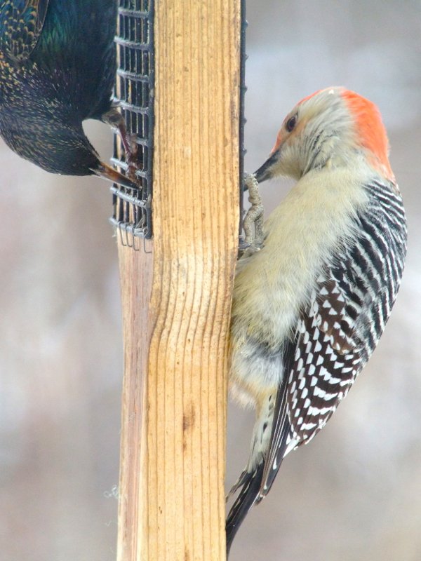 red bellied woodpecker and starling