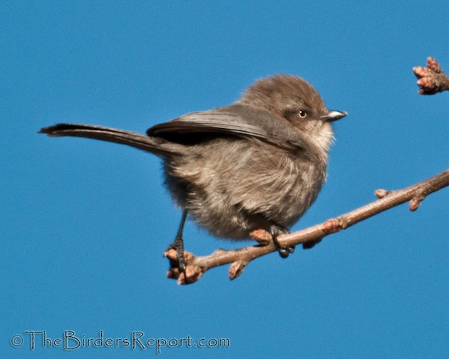 Bushtit Female