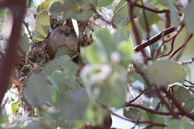 Bushtit Female