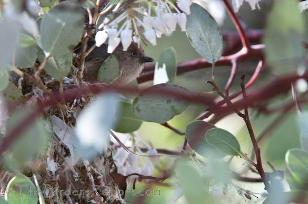 Bushtit Female