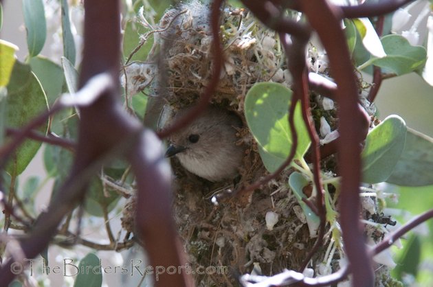 Bushtit Male