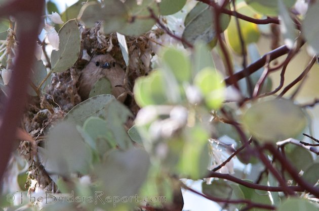 Bushtit Male