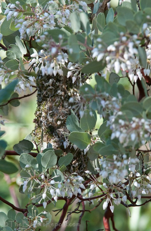 Bushtit Nest