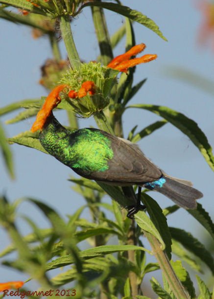CPT 22Mar13 Southern Double-collared Sunbird 03