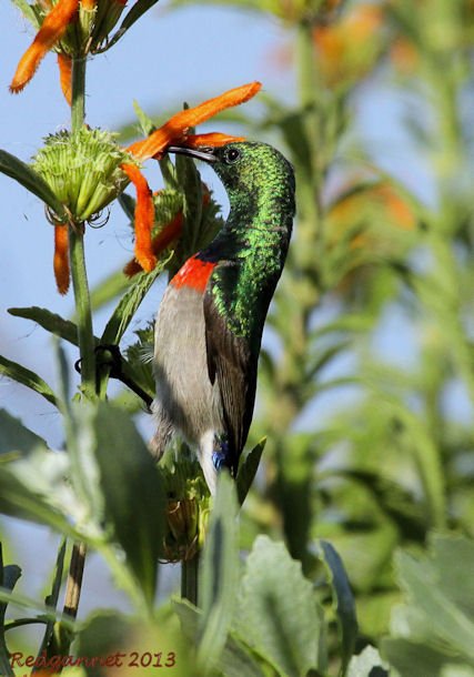 CPT 22Mar13 Southern Double-collared Sunbird 04