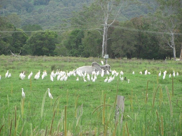 Cattle with Cattle Egret
