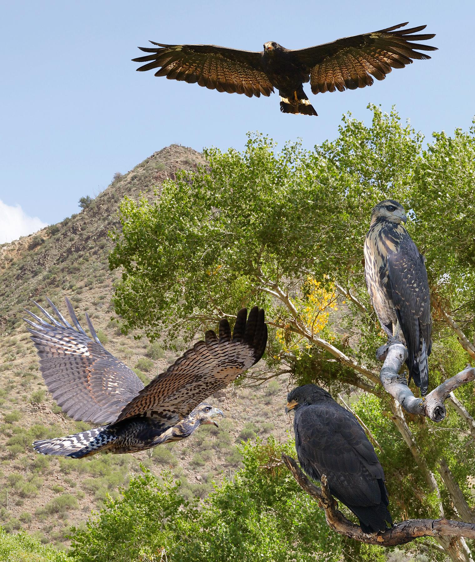 Two Eagles, two Blackhawks