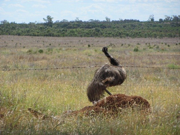 Emu goes through fence (2)