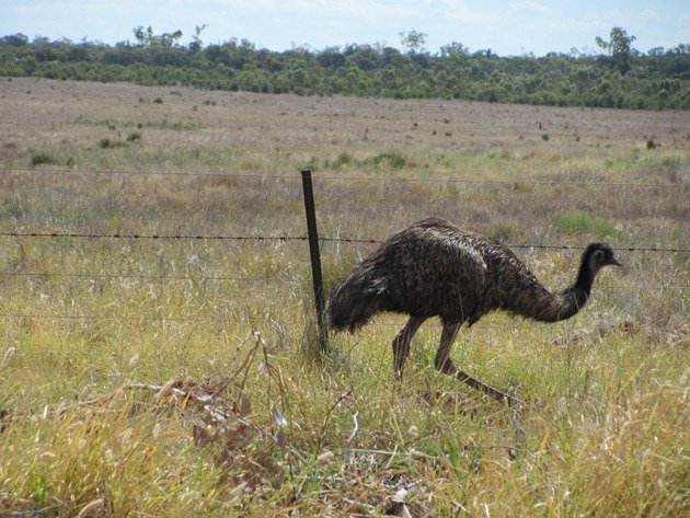 Emu goes through fence (3)
