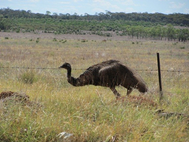 Emu goes through fence (4)