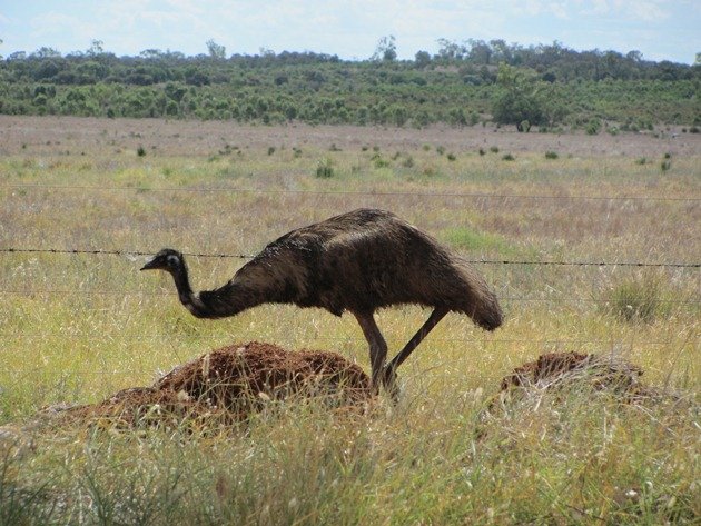 Emu goes through fence (5)