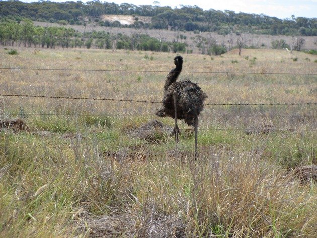 Emu goes through fence