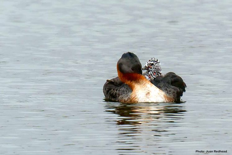 Great Grebe and chick by Juan Redhead