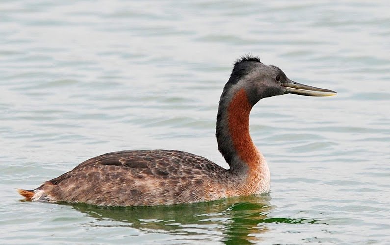 Great Grebe nice colors by Victor Bustinza