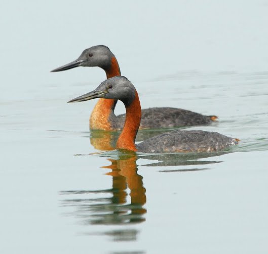 Gret Grebes swimming by Victor Bustinza