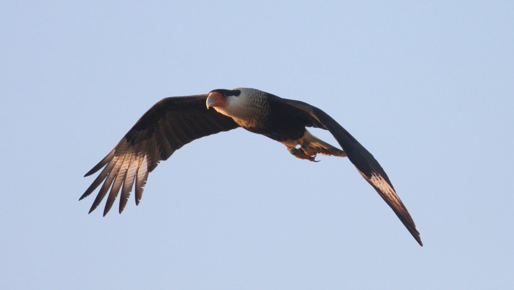 Crested Caracara - Viera Wetlands, Brevard Co, Fl