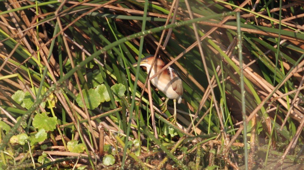 Least Bittern - Viera Wetlands, Brevard Co, Fl