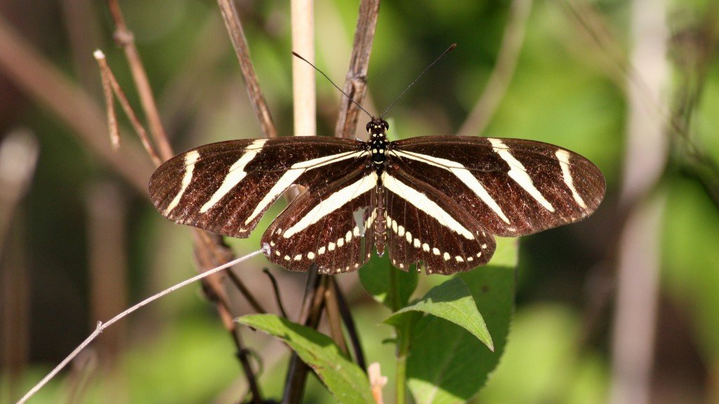 Zebra Longwing - Pine Island, Brevard Co, Fl