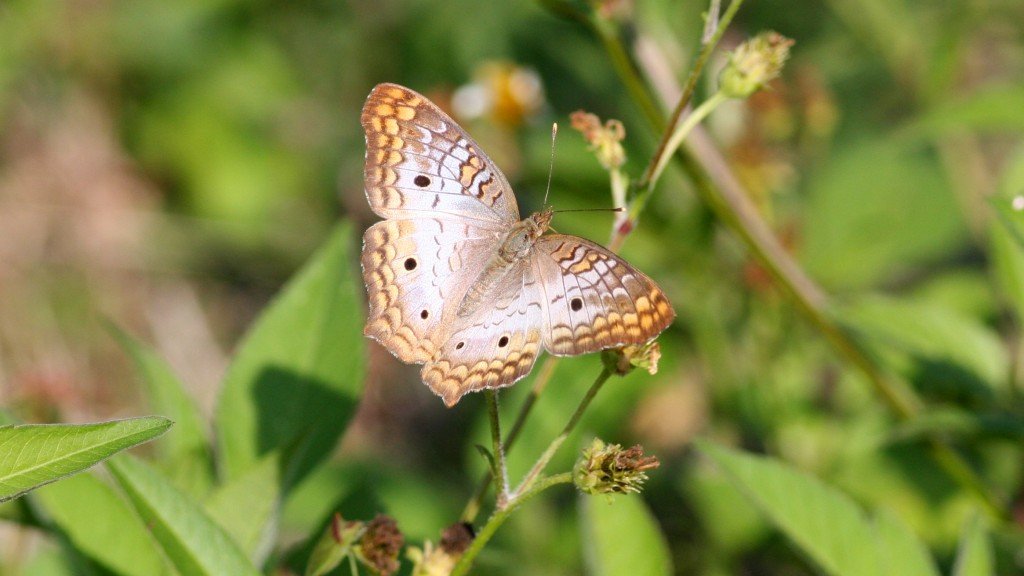 White Peacock - Pine Island, Brevard Co, Fl