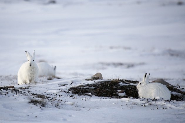 Feeding Arctic Hare (Lepus arcticus)