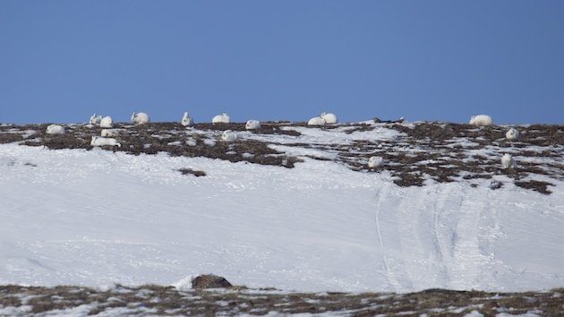 Herd of Arctic Hare (Lepus arcticus)