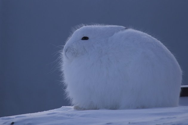 Arctic Hare (Lepus arcticus)