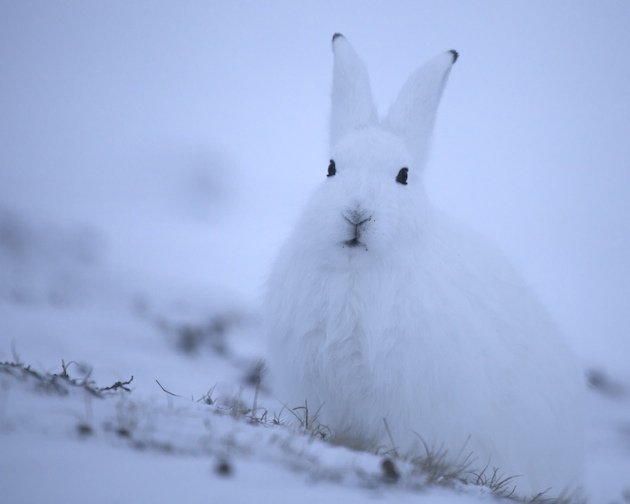 An alert Arctic Hare (Lepus arcticus)