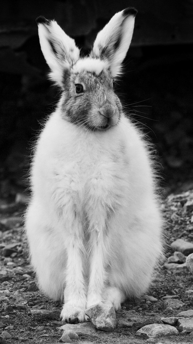 Arctic Hare changing to summer pelt
