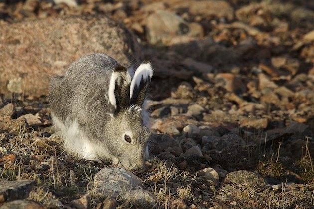 Arctic Hare (Lepus arcticus)