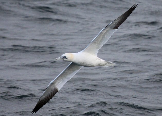 Northern Gannet in the North Atlantic