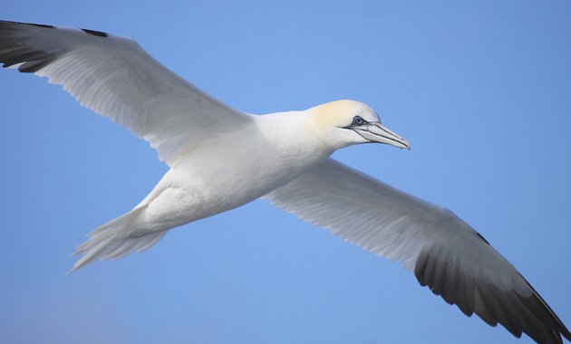 Northern Gannet flying behind the boat