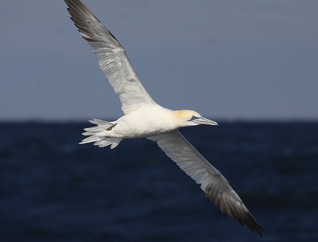 Northern Gannet fly by