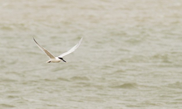 Sandwich (Cabot's) Tern, Thalasseus sandvicensis acuflavida