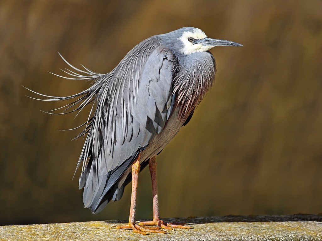 White-faced-Heron444-1