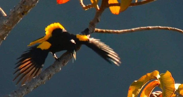 Yellow-winged_Cacique