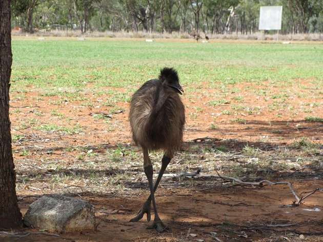 Young Emu in town