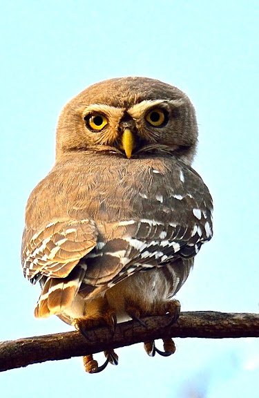 Forest Owlet © Nitin Bhardwaj