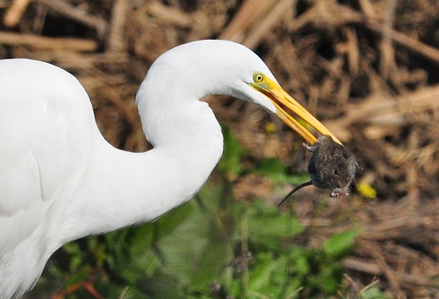 Great Egret